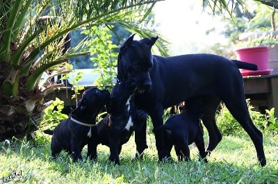 Les chiots de Baccara et GP ! 