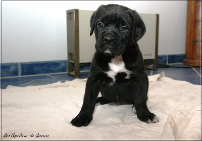 des Apollons de Garras - Photos des chiots de Vasco et Vénus