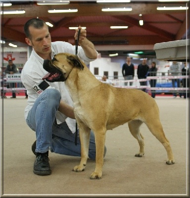 des Apollons de Garras - A vendre femelle cane corso 