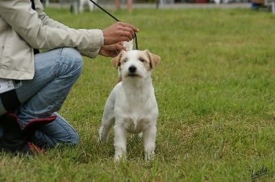 Résultats d'expositions Canines