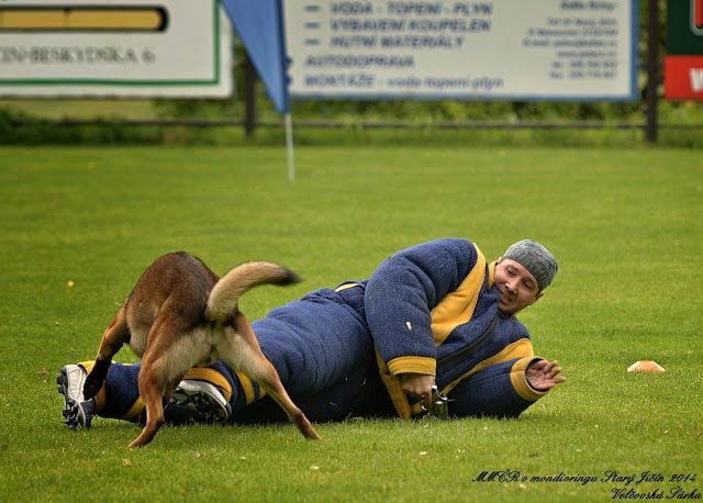 du dragon rouge de jupiter - Vainqueur du Grand Prix de Mondioring 2014 en Autriche