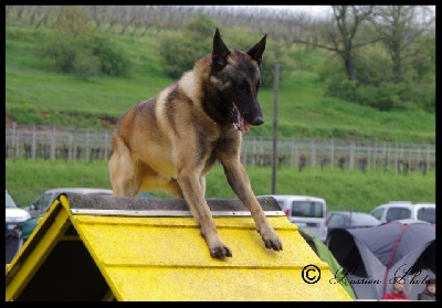 du dragon rouge de jupiter - Glen du DRDJ les nouveaux résultats en Agility