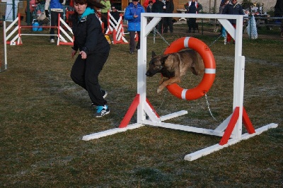 du dragon rouge de jupiter - Fyrkat en Agility 