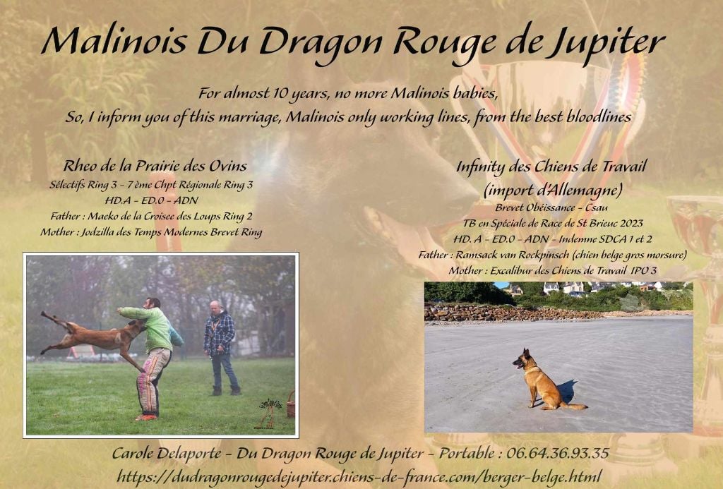 du dragon rouge de jupiter - Gestation Confirmée pour le mariage Ikki x Rhéo 