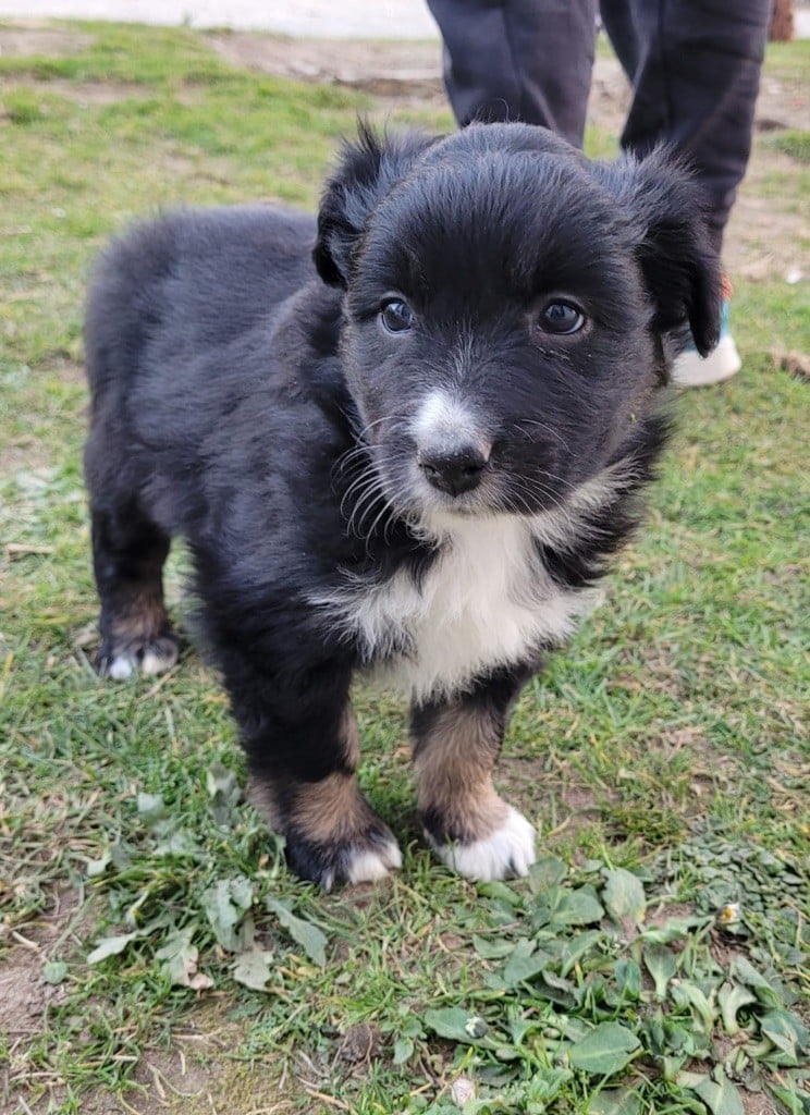 des Etangs de Hollande - Chiots disponibles - Berger Australien