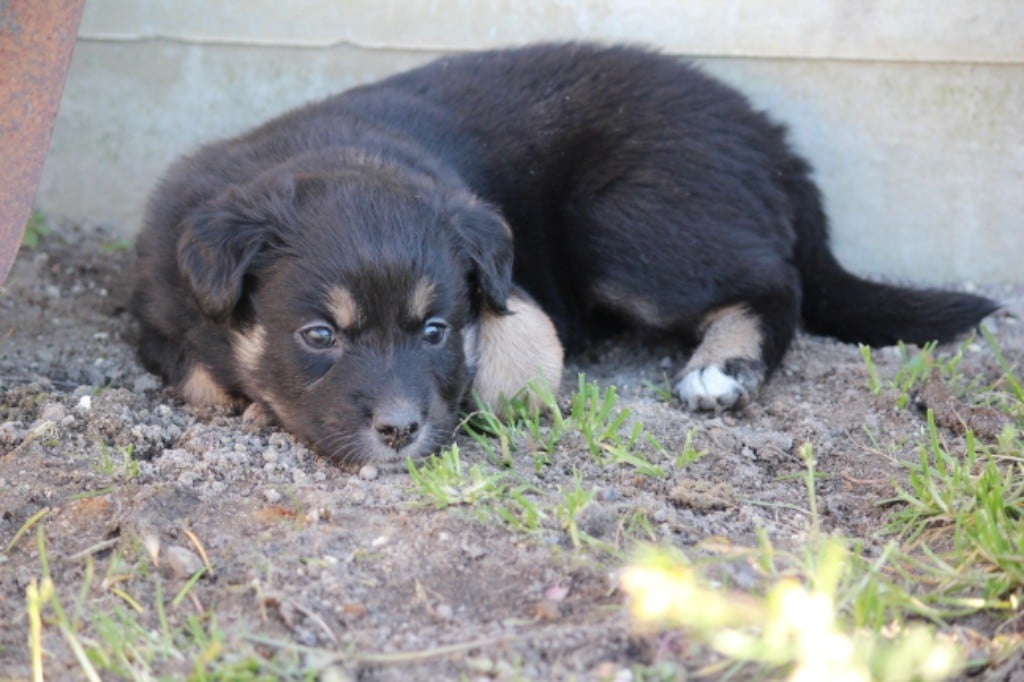 des Etangs de Hollande - Chiots disponibles - Berger Australien