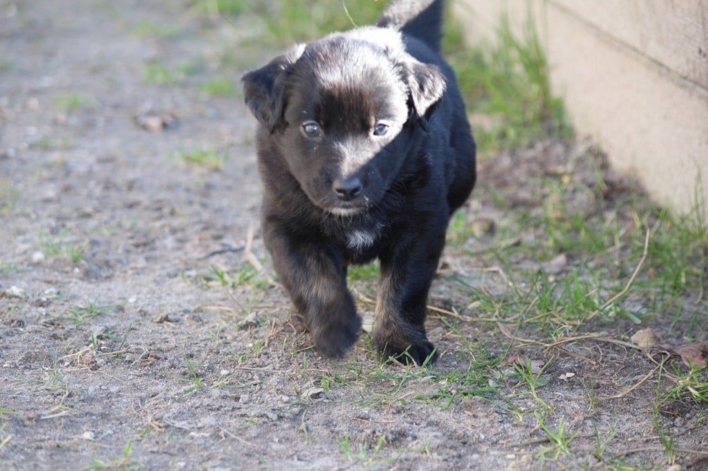 des Etangs de Hollande - Chiots disponibles - Berger Australien