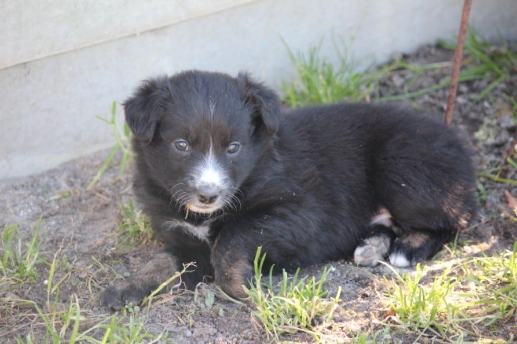 des Etangs de Hollande - Chiots disponibles - Berger Australien