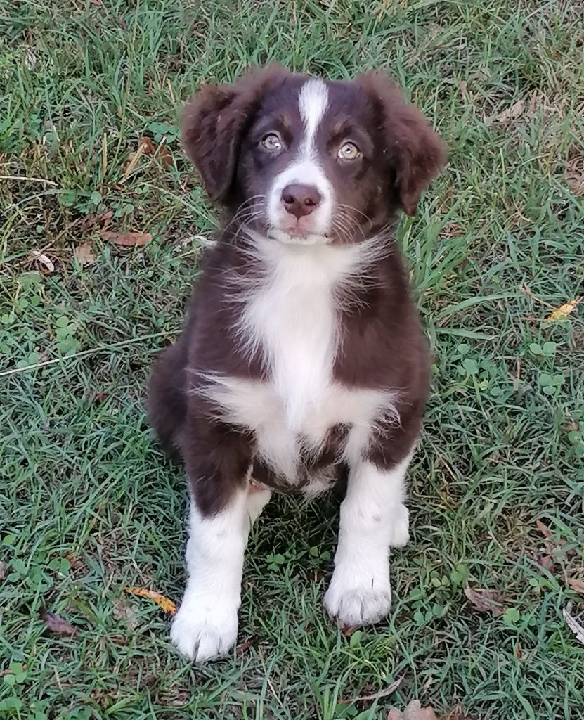 des Etangs de Hollande - Chiots disponibles - Berger Australien