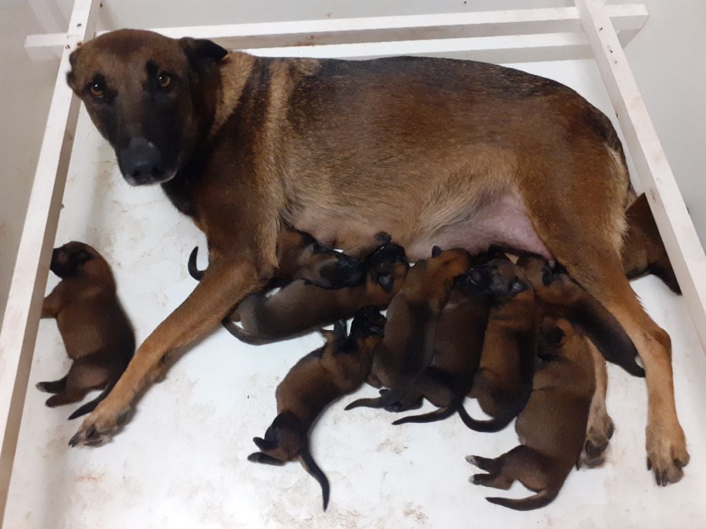 Chiot Berger Belge des Etangs de Hollande