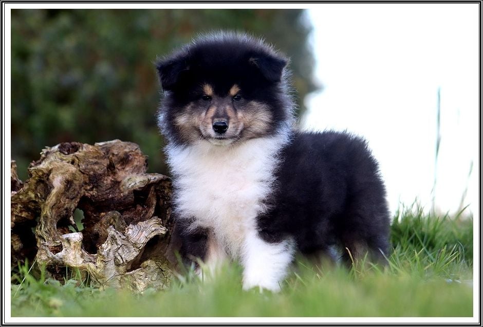 du bois des amazones - chiots mâles tricolores