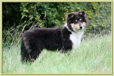 du bois des amazones - Meilleur Puppy en doublé 