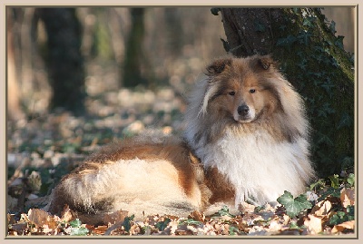 du bois des amazones - Spéciale de Toulouse