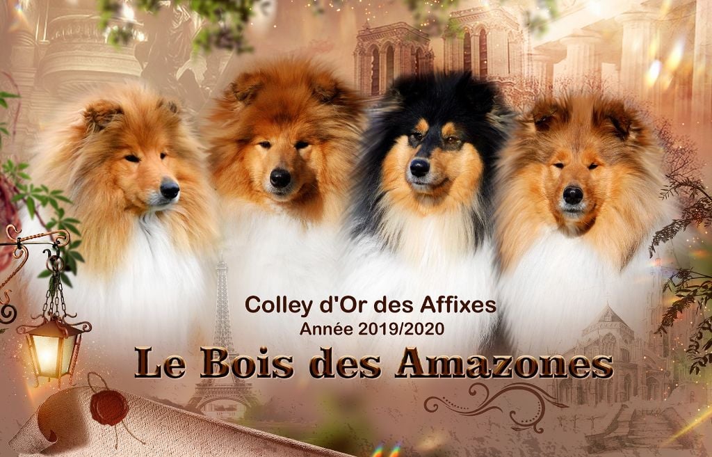 du bois des amazones - colley d'Or !! 