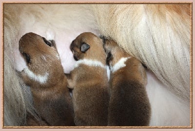 du bois des amazones - les 1ers bébés de Marlow !