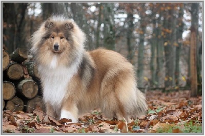 du bois des amazones - Paris Dog Show