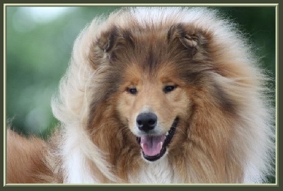 du bois des amazones - Paris Dog Show