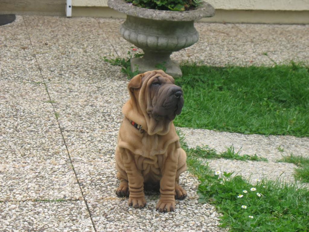 Chiot Shar Pei de l'ère du scorpion