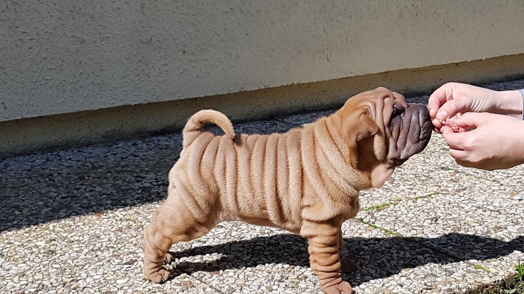 de l'ère du scorpion - Chiots disponibles - Shar Pei