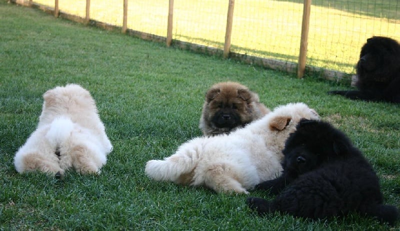 de Zheng He - Chow Chow - Portée née le 22/05/2009