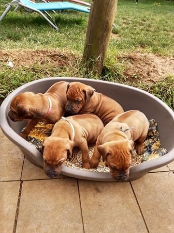 des Gardiens du temps qui passe - Rhodesian Ridgeback - Portée née le 05/04/2020