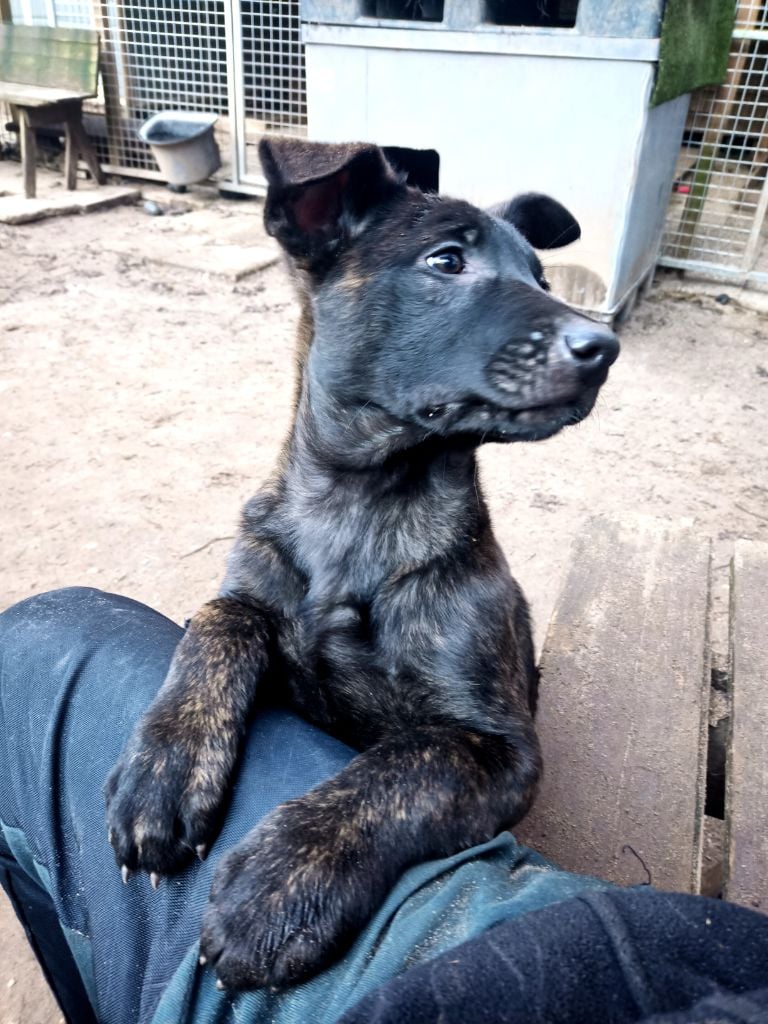 The Horde of Angels - Chiots disponibles - Berger hollandais