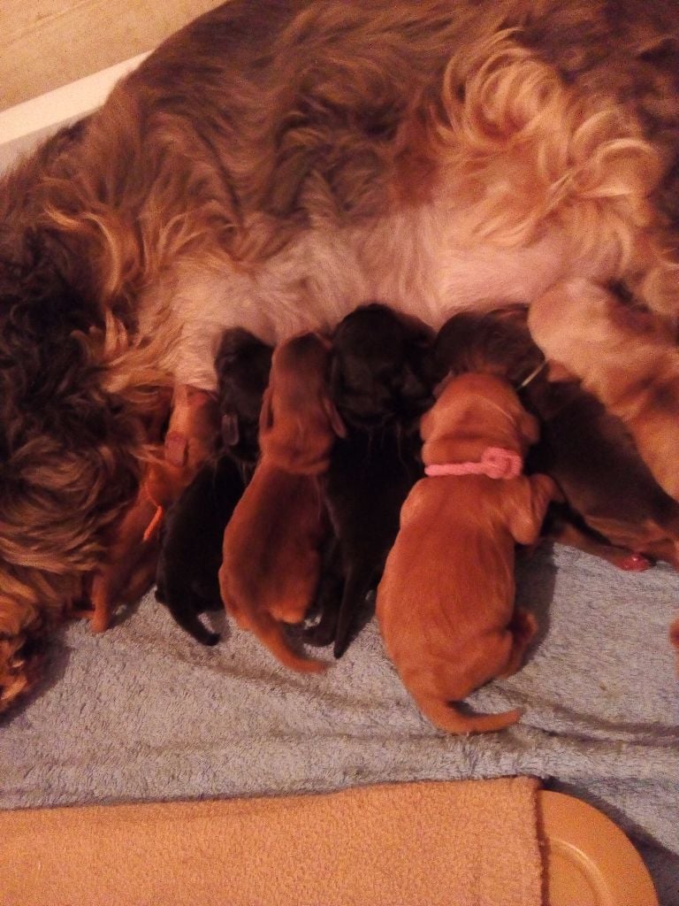 Chiot Cocker Spaniel Anglais de la colline du soleil