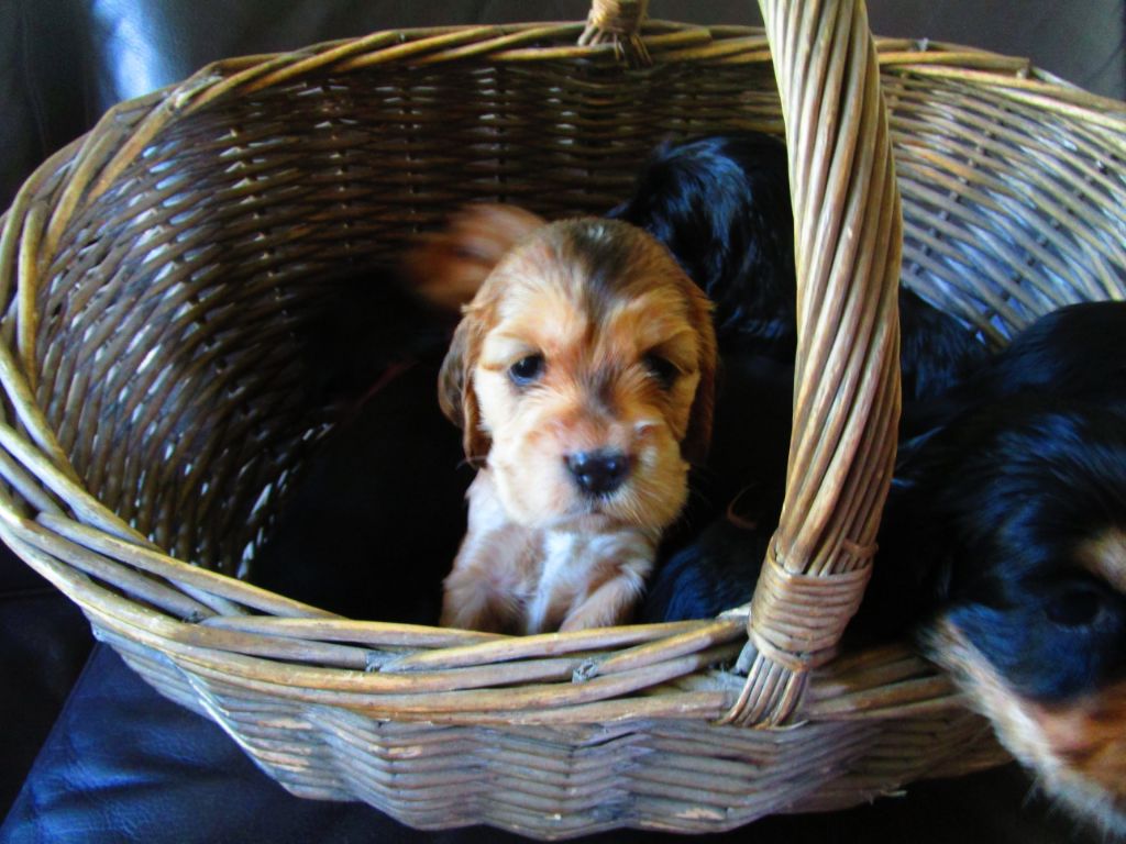 Chiot Cocker Spaniel Anglais de la colline du soleil