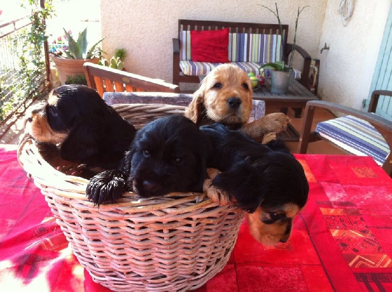 de la colline du soleil - Cocker Spaniel Anglais - Portée née le 24/06/2014