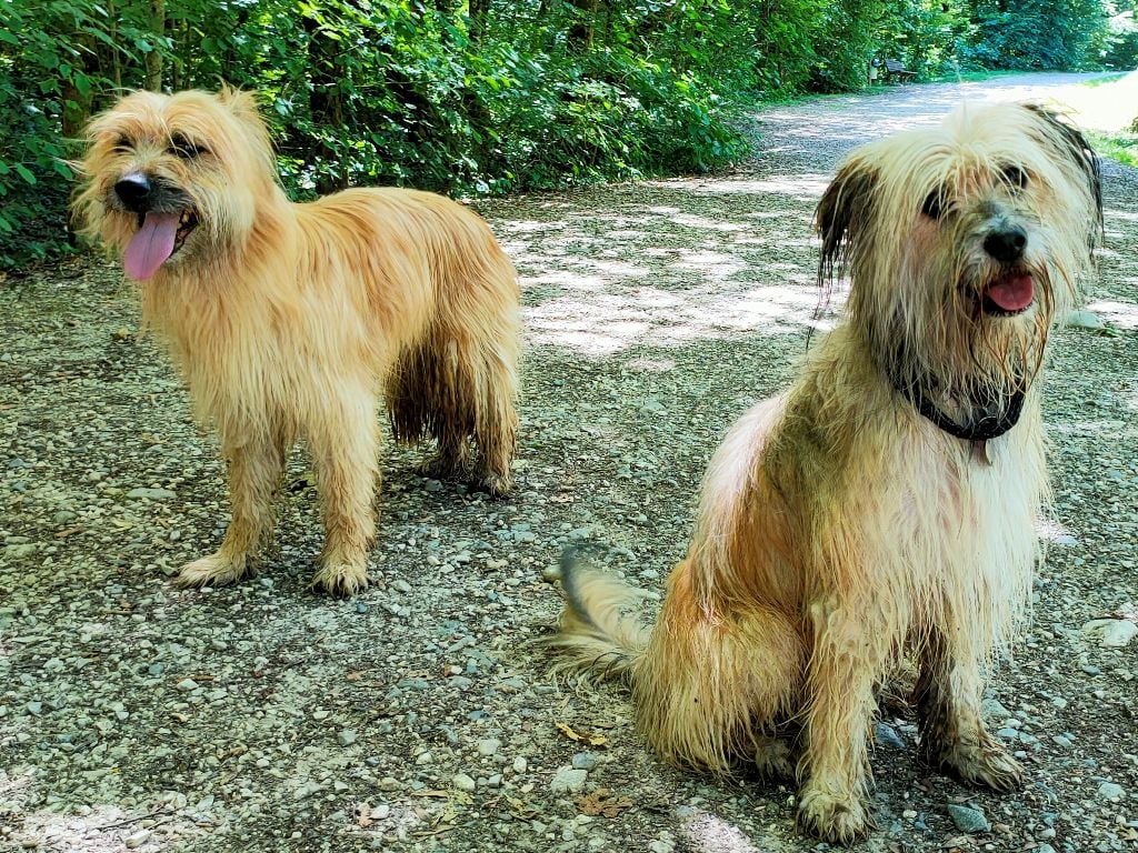 du lac de Faoug - 2 chiots mâles à placer à Annecy / 2 Rüden zu plazieren in Annecy