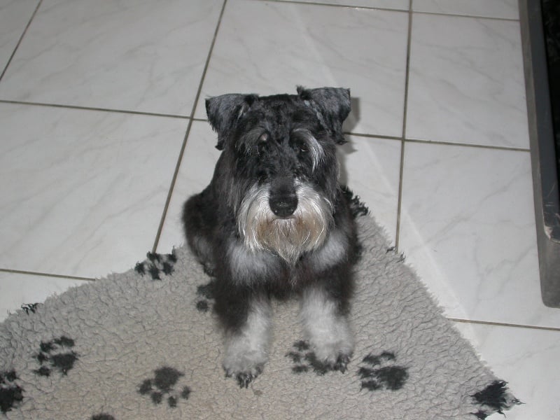 du domaine du petit Gobert - Schnauzer miniature - Portée née le 10/03/2010