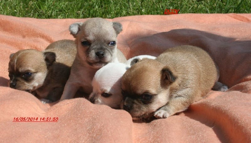 Chiot Chihuahua des contes de Varmos