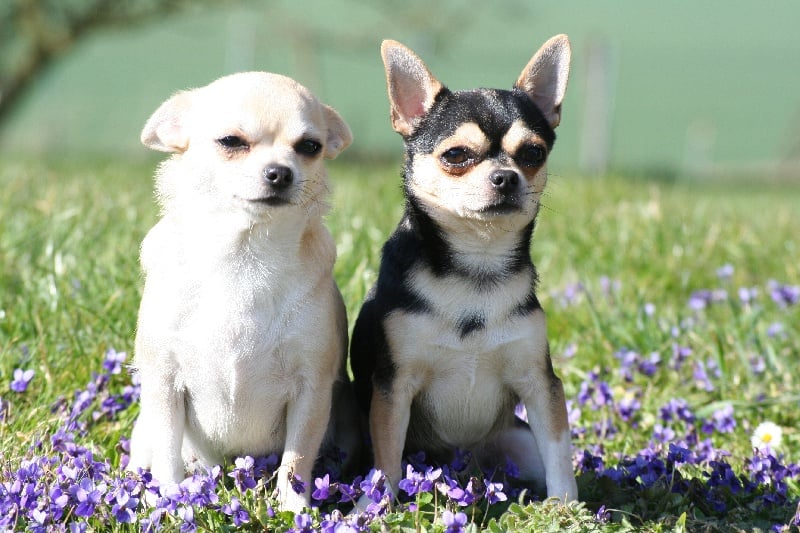 Chiot Chihuahua des contes de Varmos