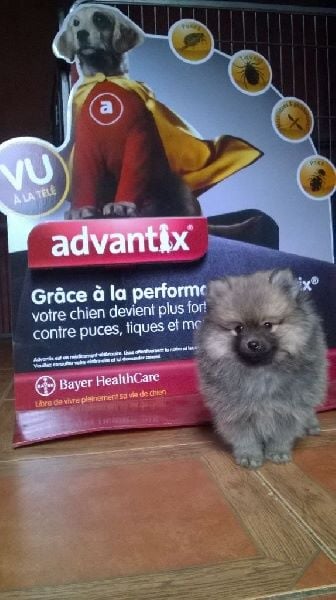 Les bébés du Domaine d'Eily font la pub pour Advantix