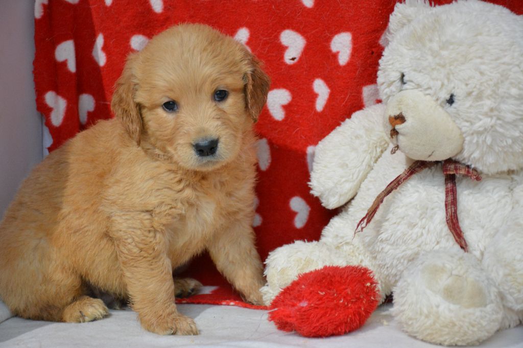 du Domaine D'Eily - Chiots disponibles - Golden Retriever