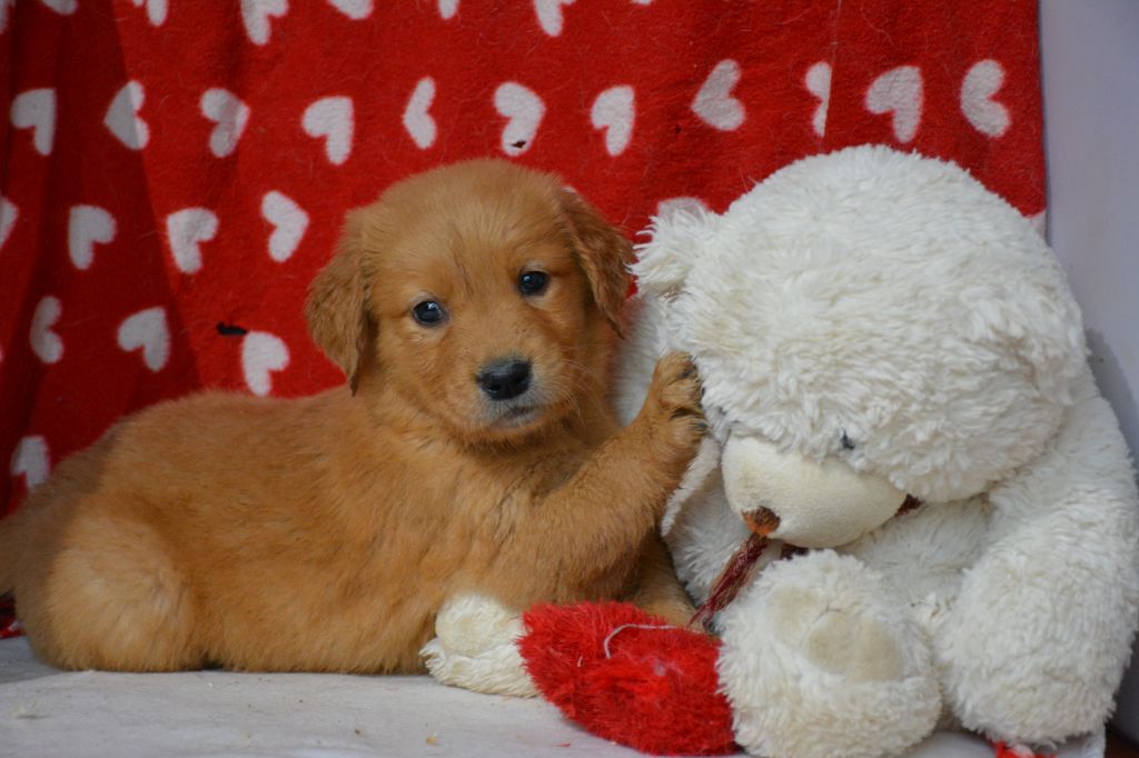 du Domaine D'Eily - Chiots disponibles - Golden Retriever