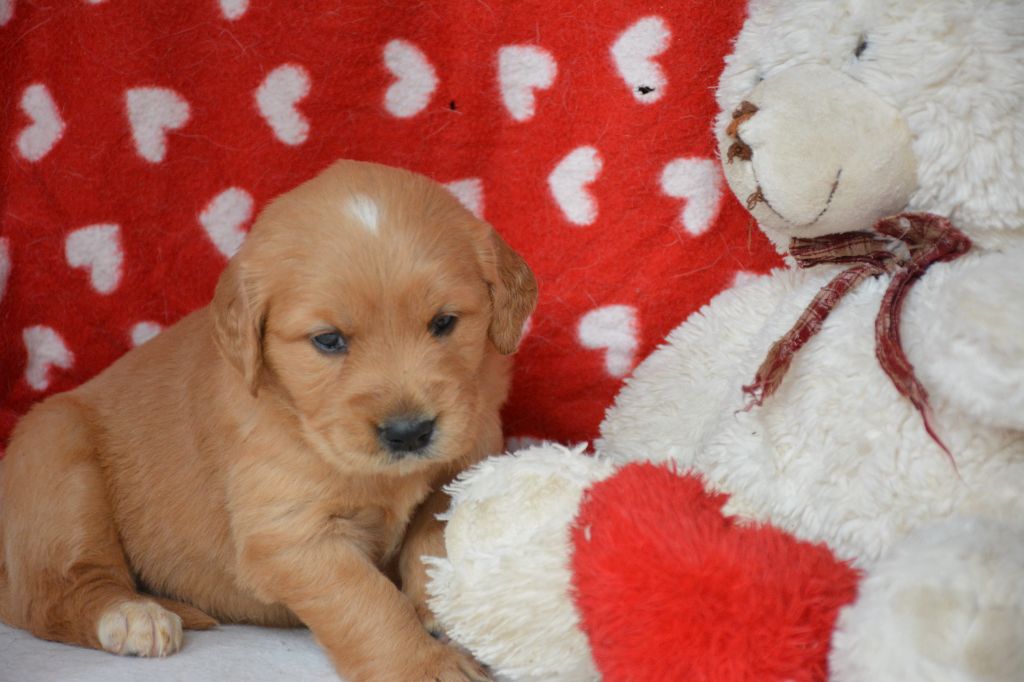 du Domaine D'Eily - Chiots disponibles - Golden Retriever