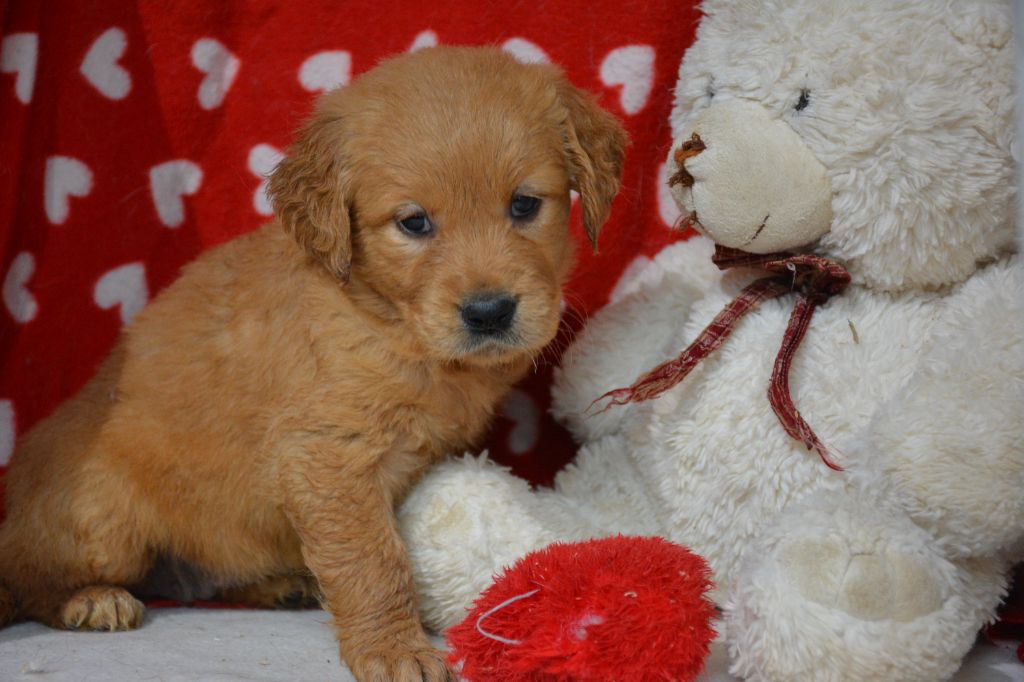 du Domaine D'Eily - Chiots disponibles - Golden Retriever