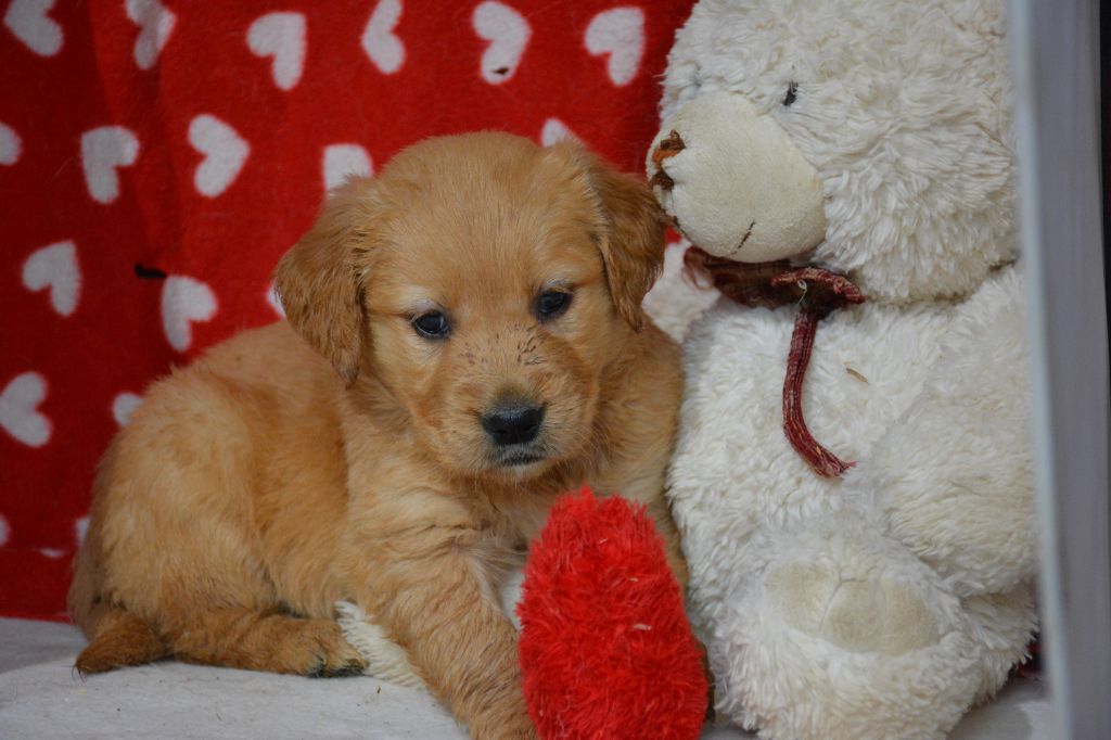 du Domaine D'Eily - Chiots disponibles - Golden Retriever