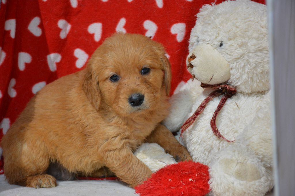 du Domaine D'Eily - Chiots disponibles - Golden Retriever