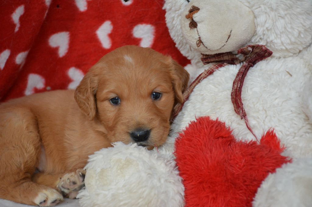 du Domaine D'Eily - Chiots disponibles - Golden Retriever