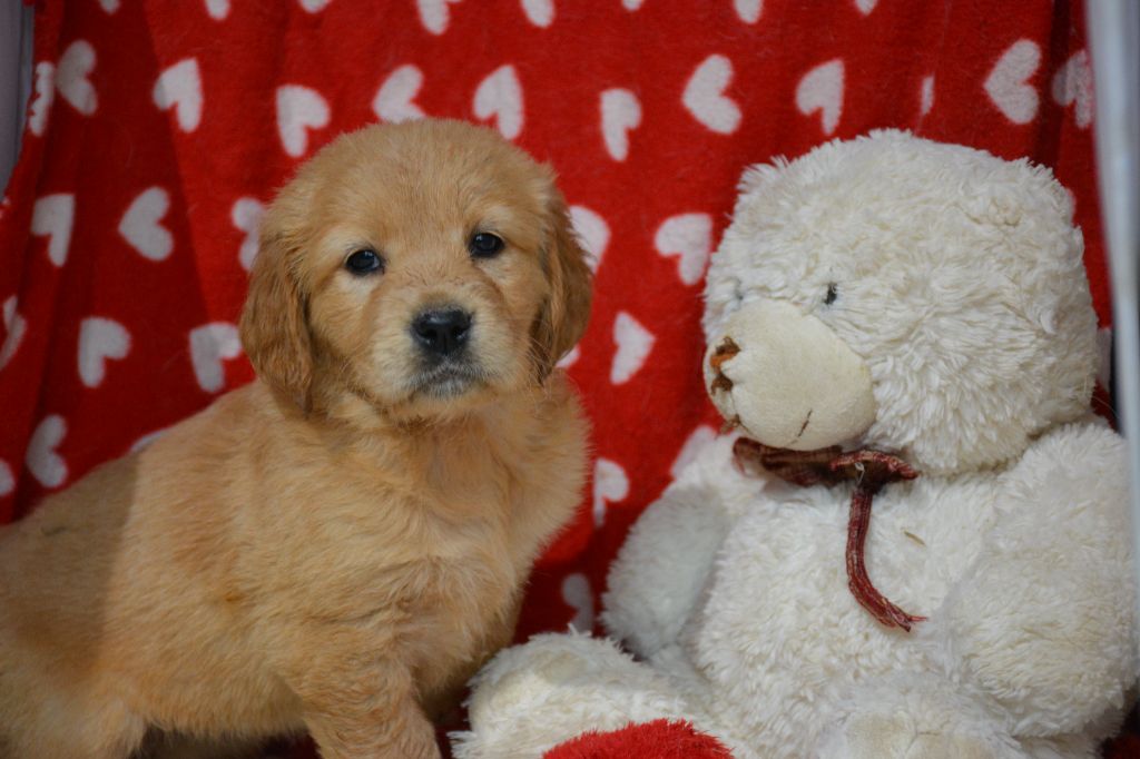 du Domaine D'Eily - Chiots disponibles - Golden Retriever