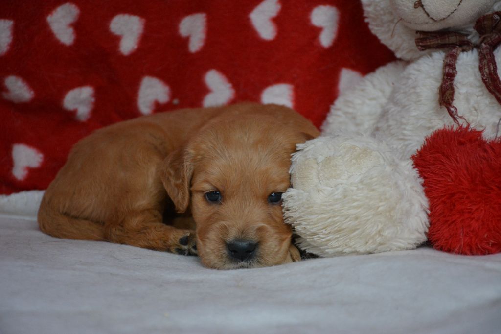 du Domaine D'Eily - Chiots disponibles - Golden Retriever