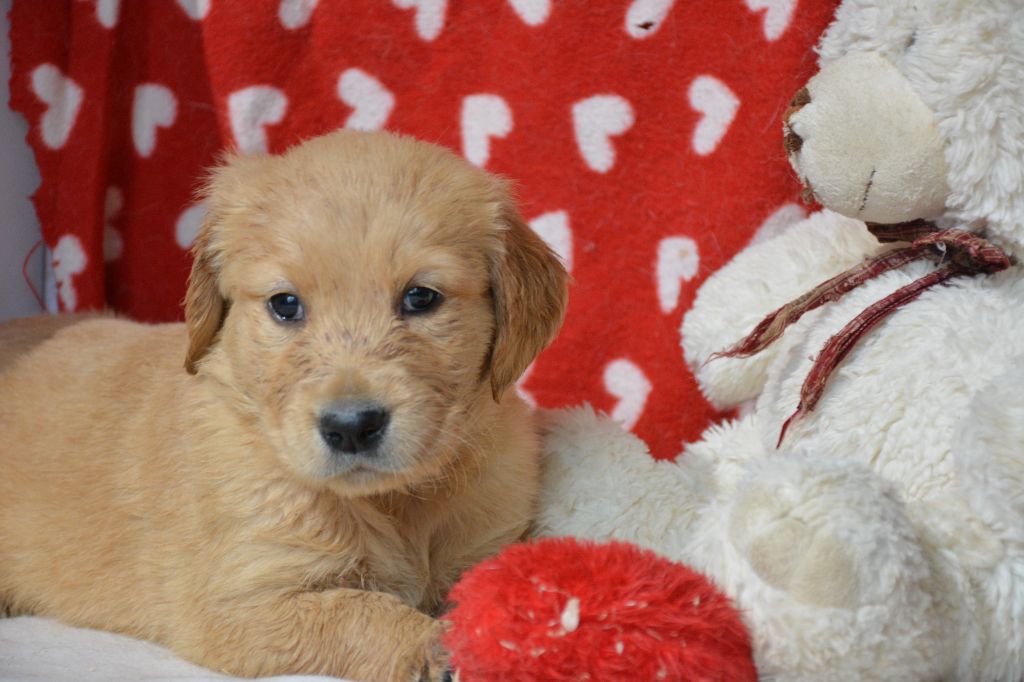 du Domaine D'Eily - Chiots disponibles - Golden Retriever