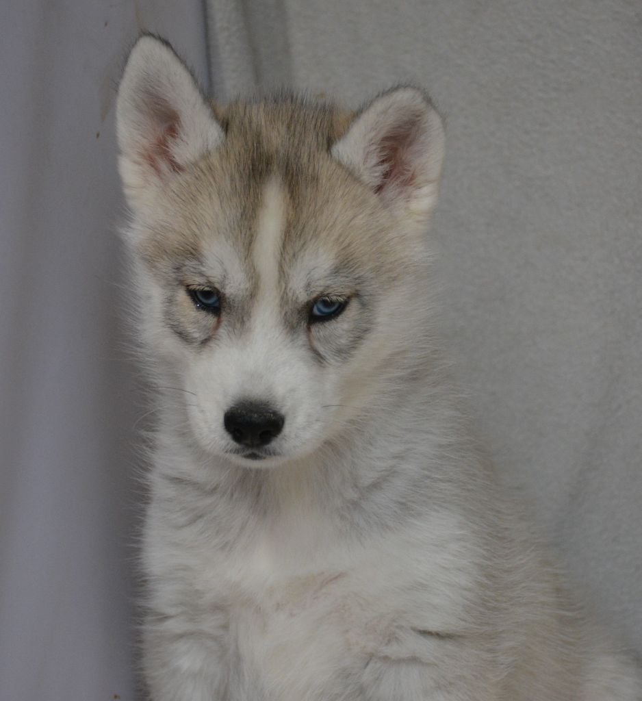 du Domaine D'Eily - Chiots disponibles - Siberian Husky