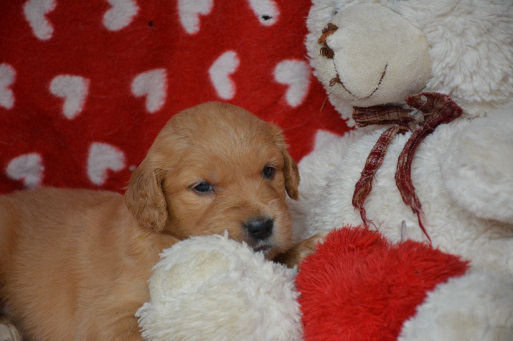 du Domaine D'Eily - Chiots disponibles - Golden Retriever