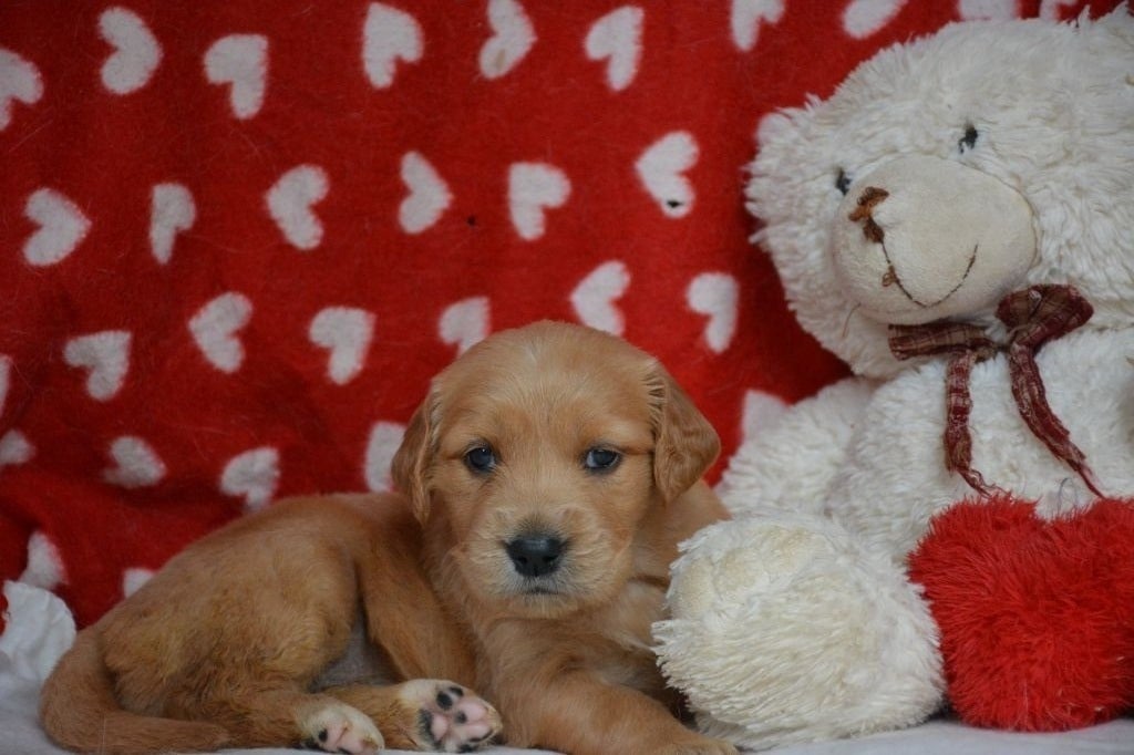 du Domaine D'Eily - Chiots disponibles - Golden Retriever