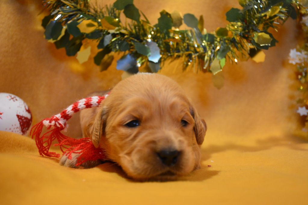 du Domaine D'Eily - Chiots disponibles - Golden Retriever