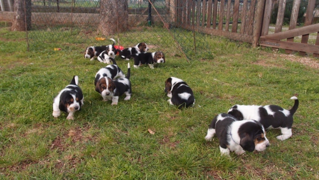 du Mas aux Albizzias - Basset Hound - Portée née le 22/02/2024