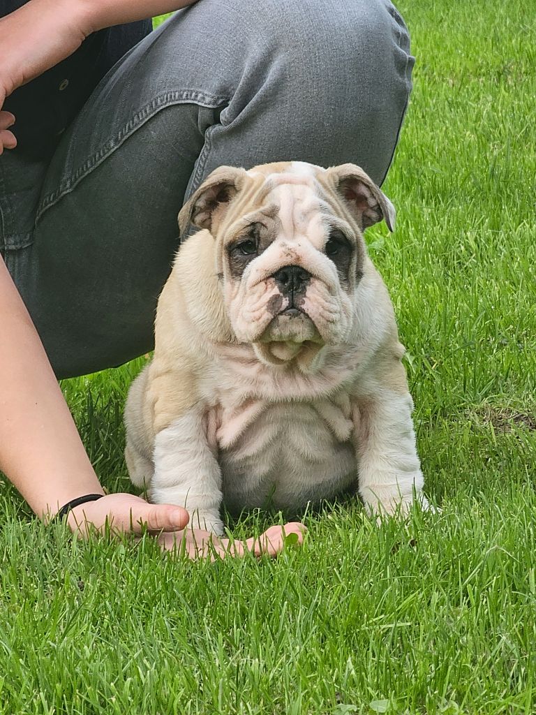 du domaine des vents d'ouest - Chiots disponibles - Bulldog Anglais